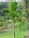 Areca catechu